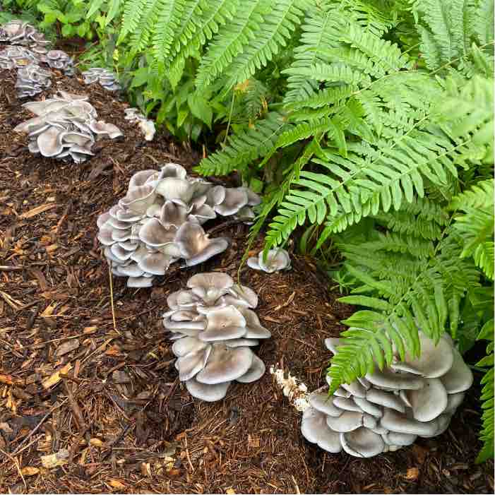 blue-grey oyster mushrooms emerging from wood chips underneath ferns