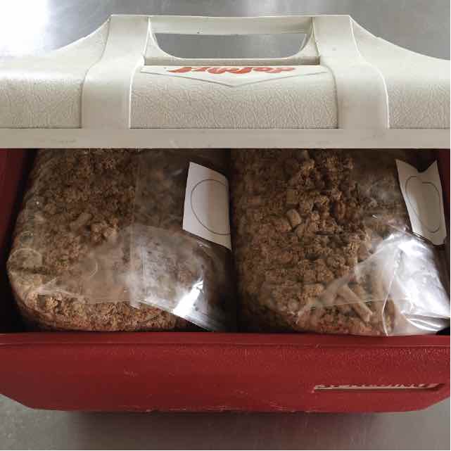 hydrated blocks packed into a red cooler