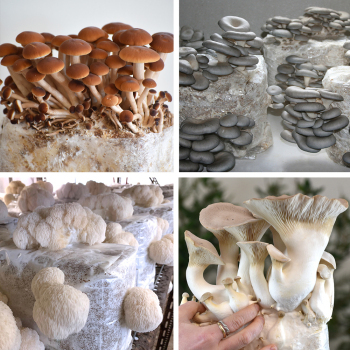 Mixed Mushroom 8-Block Set