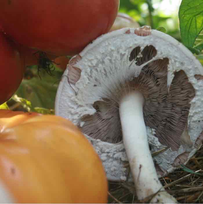 Almond agaricus mushroom with tomato