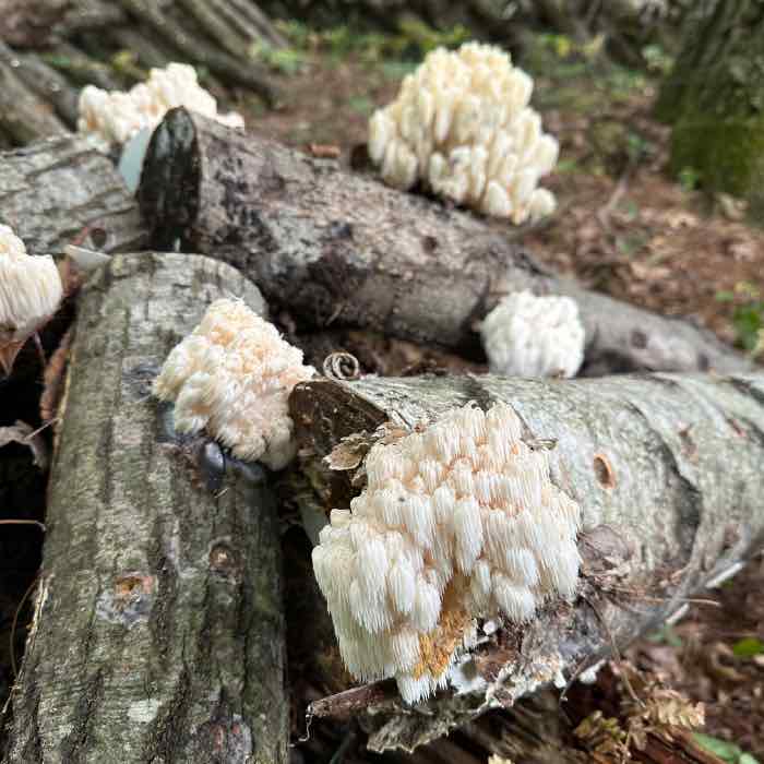 comb tooth mushrooms growing on logs