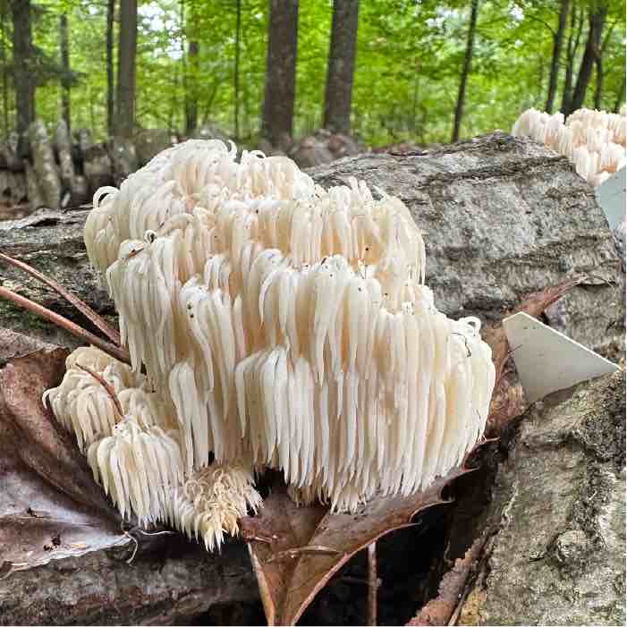 comb tooth mushroom growing on oak