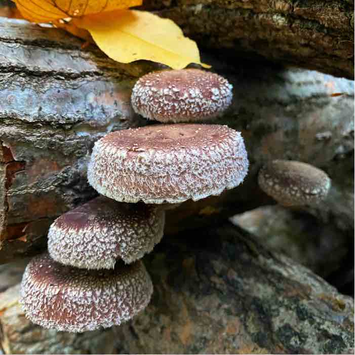 shiitake mushrooms with leaves