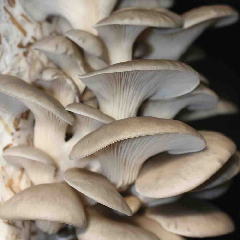 grey dove oyster mushrooms