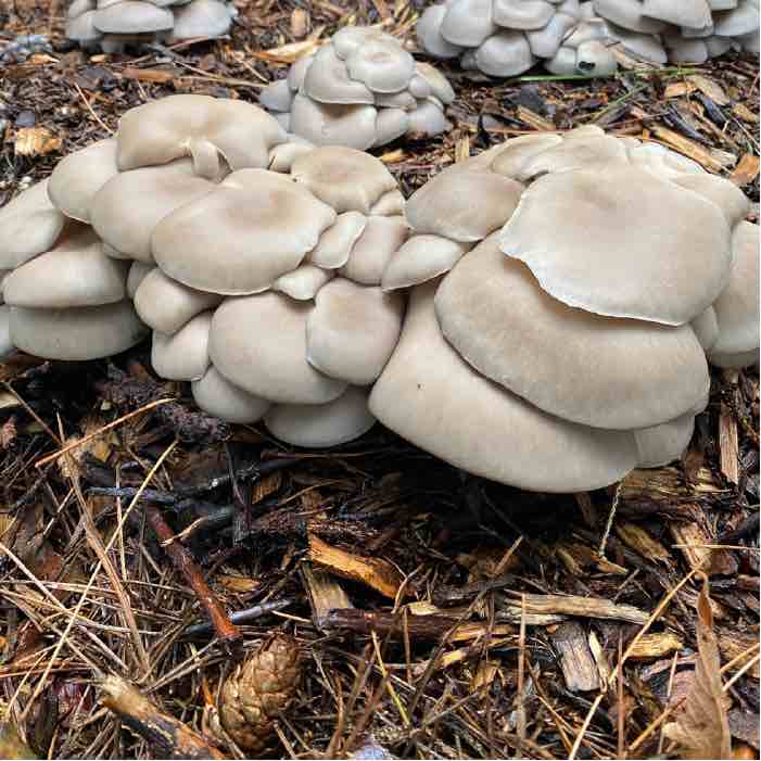 oyster mushroom buried