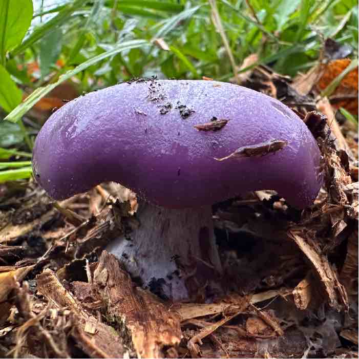 purple wood blewit mushrooms on wood chips