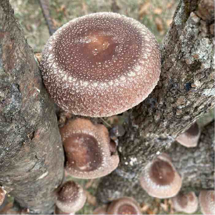 several Number One Son Shiitake growing on a wood log