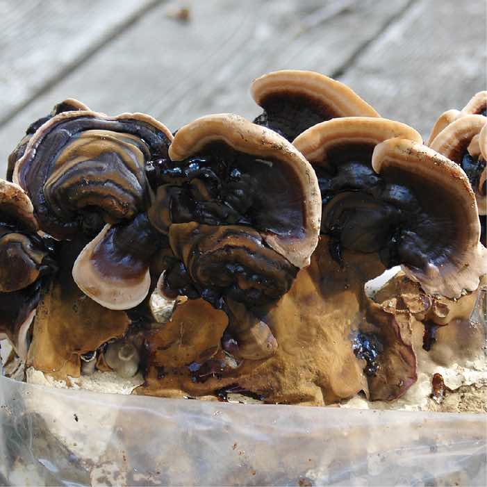 conches of black Reishi growing on a sterilized substrate block