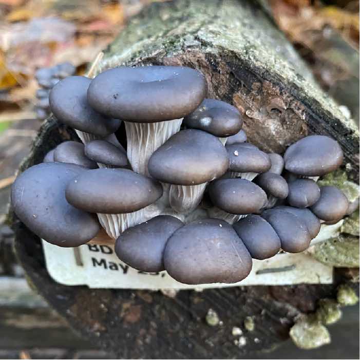 blue dolphin oyster cluster growing out of a wood log