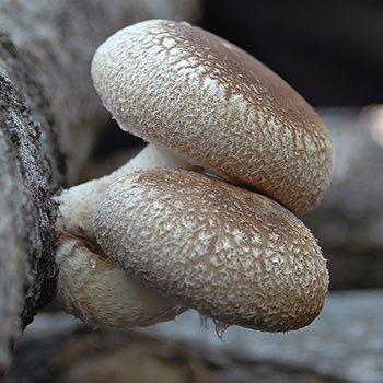 two uniform shiitake mushrooms growing on a log