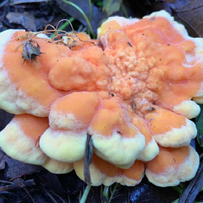 A cluster of orange chestnut mushrooms growing on logs