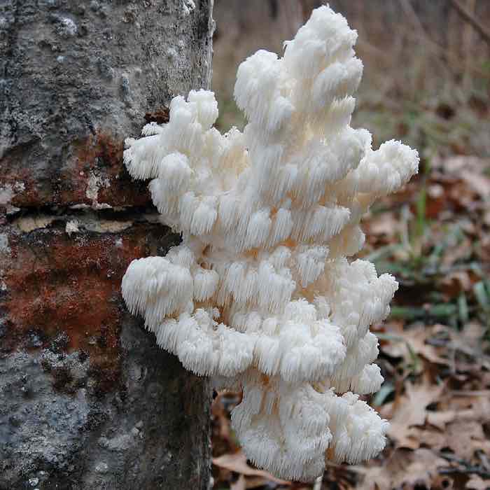 Clusters of comb tooth mushrooms cascading out of a log