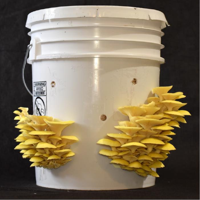 Golden oysters growing out of a white bucket with a black background