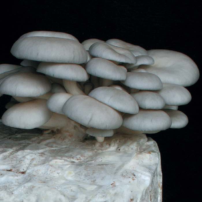 Grey Dove oyster mushroom clusters growing out of a wood log