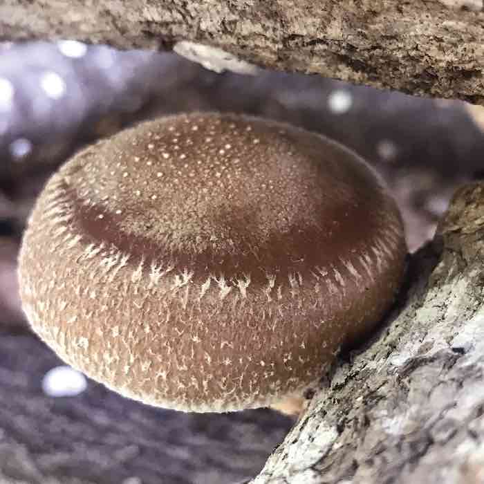 a single uniform shiitake mushroom growing on a log