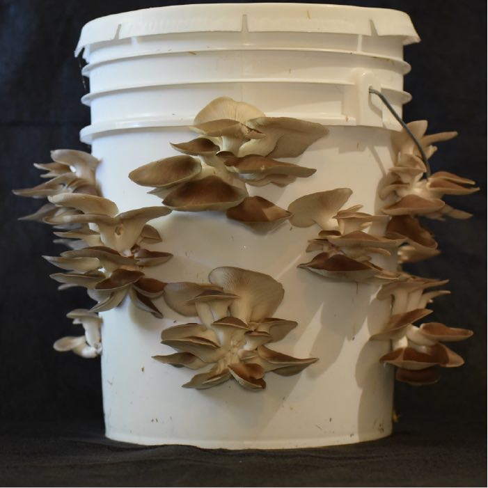 Italian oyster mushroom clusters growing out of a white bucket with a black background