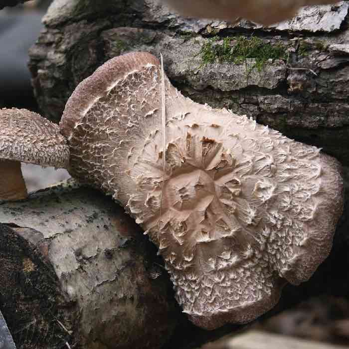 a snow cap shiitake mushroom with an ornate top growing on a log buried underneath pine needles