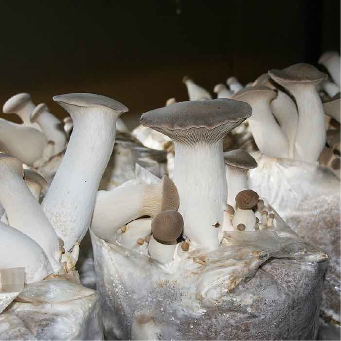 a forest of king oyster mushrooms displaying thick white stems and light grey caps