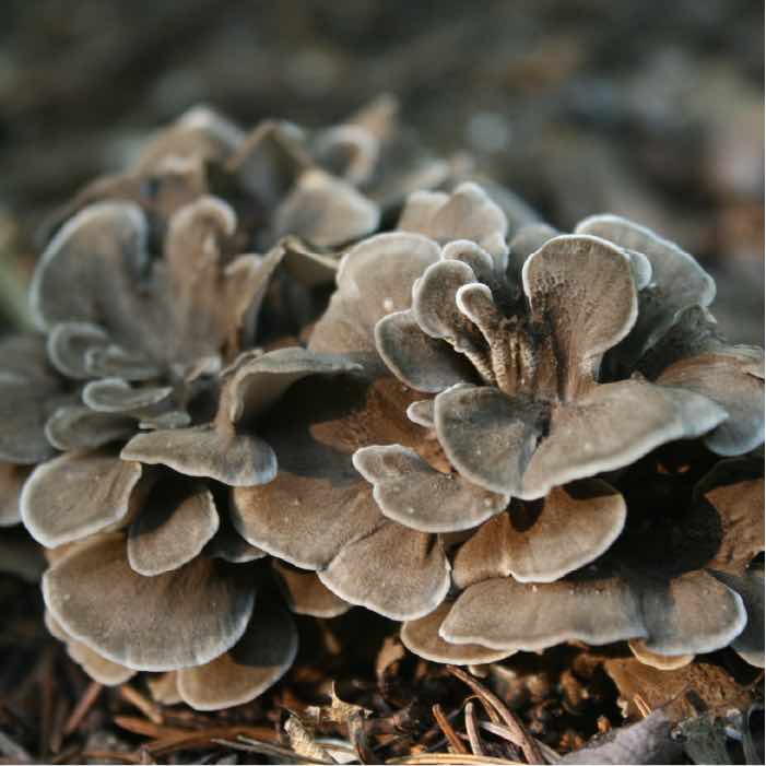a cluster of lions mane mushroom growing on a log