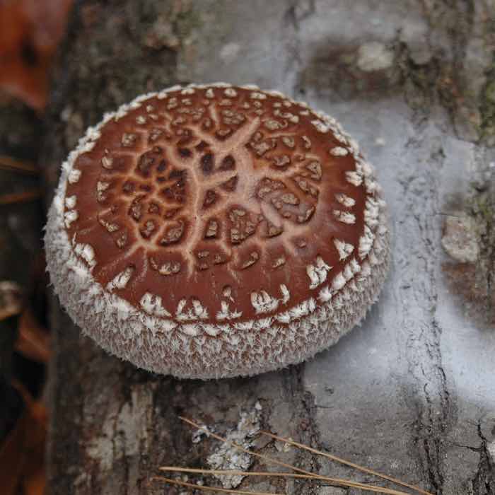 a miss happiness shiitake with beautiful donko ornamentation growing on a log