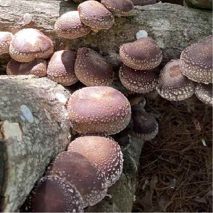a cluster of night velvet shiitake grown on two perpendicular logs
