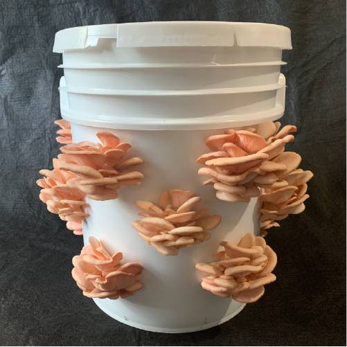 clusters of pink oyster growing out of a white bucket with a black background