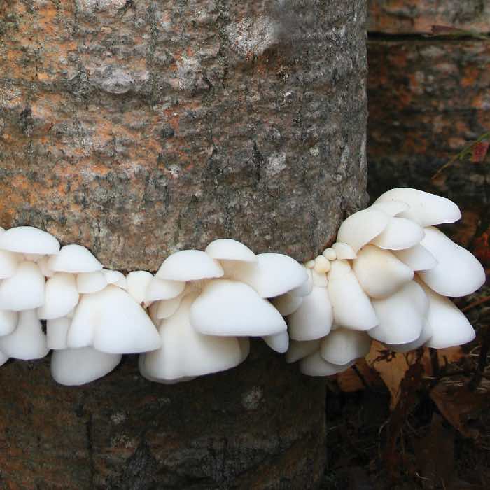 polar white oyster cluster growing out of a wood log