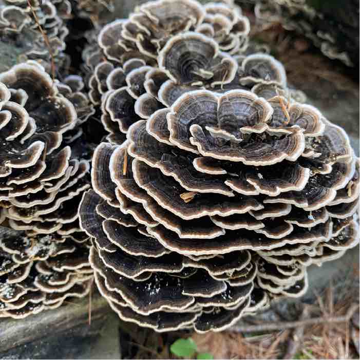 florets of turkey tail mushrooms growing on logs