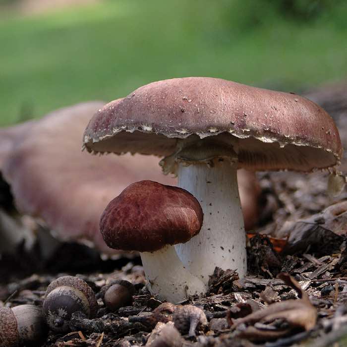 two wine cap stropharia mushrooms growing on wood chips