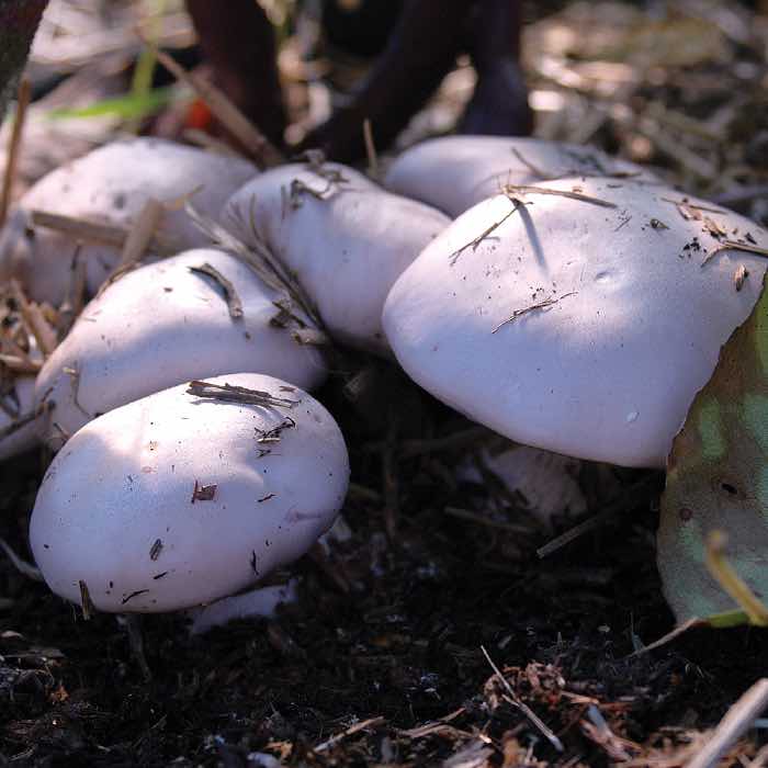 multiple wood blewit mushrooms growing in a bed of leaf litter