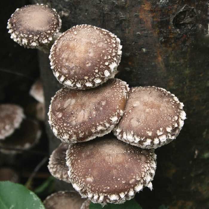 a cluster of WR46 Shiitake growing on a wood log
