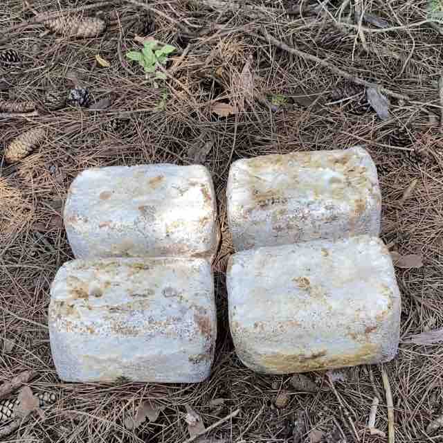 Four ready-to-fruit chestnut mushroom blocks on the ground