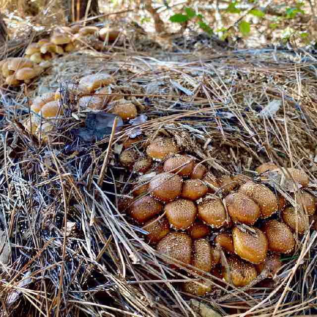 clusters of orange chestnut mushrooms emerging from a chestnut mushroom bed on the forest floor