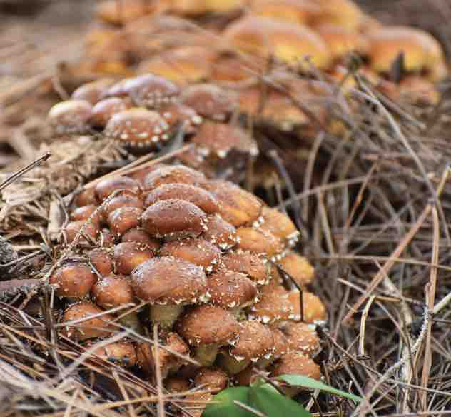 Chestnut Mushrooms emerging from a bed of pine needles on the forest floor