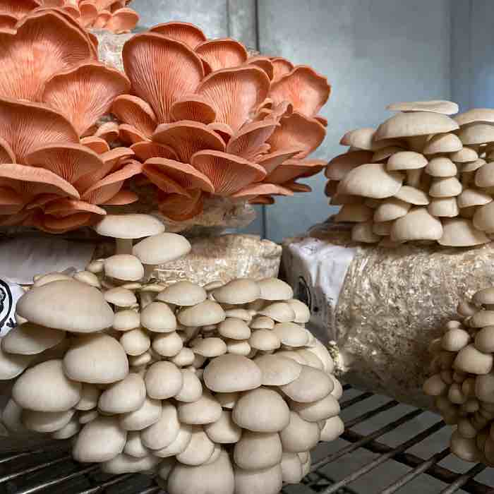 DIY Oyster Mushroom Grow Kit