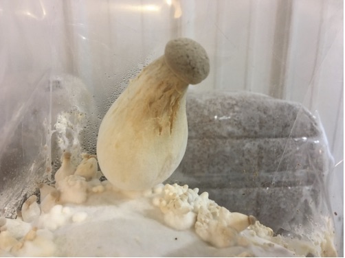Bacterial streaking on king oyster