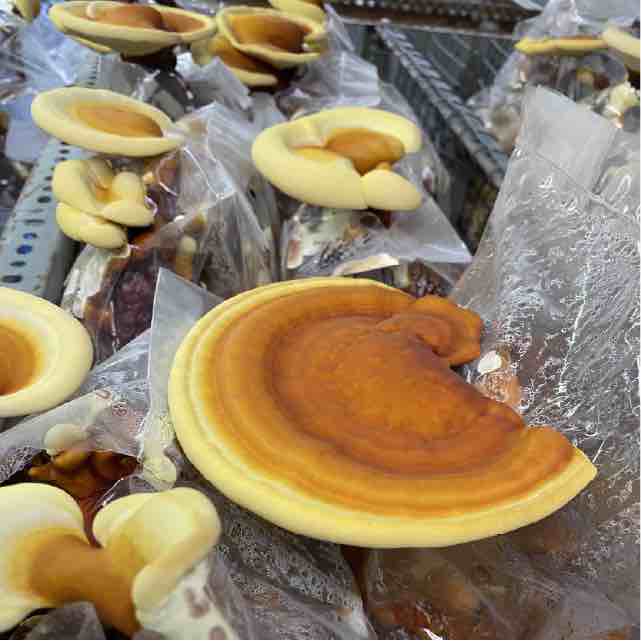 Reishi mushrooms growing on ready-to-fruit mushroom blocks on metal shelving
