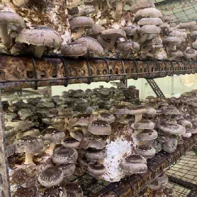 Shiitake mushrooms growing on a brown ready-to-fruit mushroom block on metal shelving
