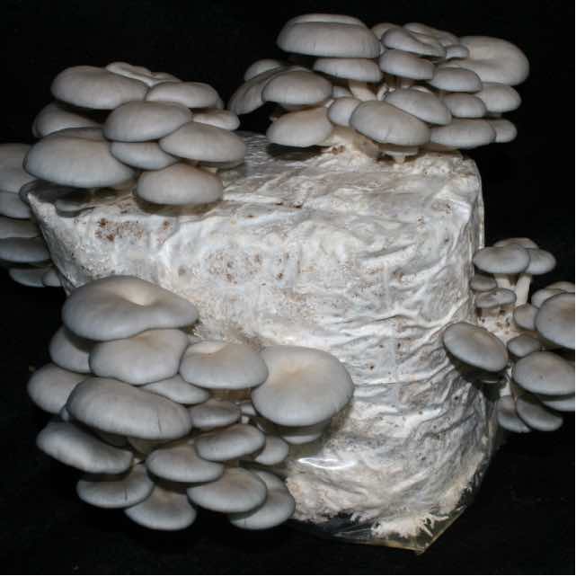Oyster mushrooms growing on a ready-to-fruit mushroom block