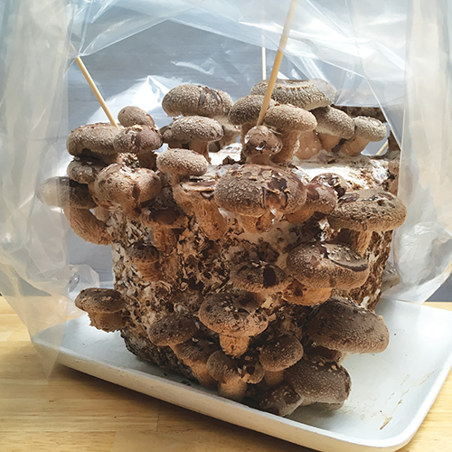 Shiitake mushrooms ready to harvest