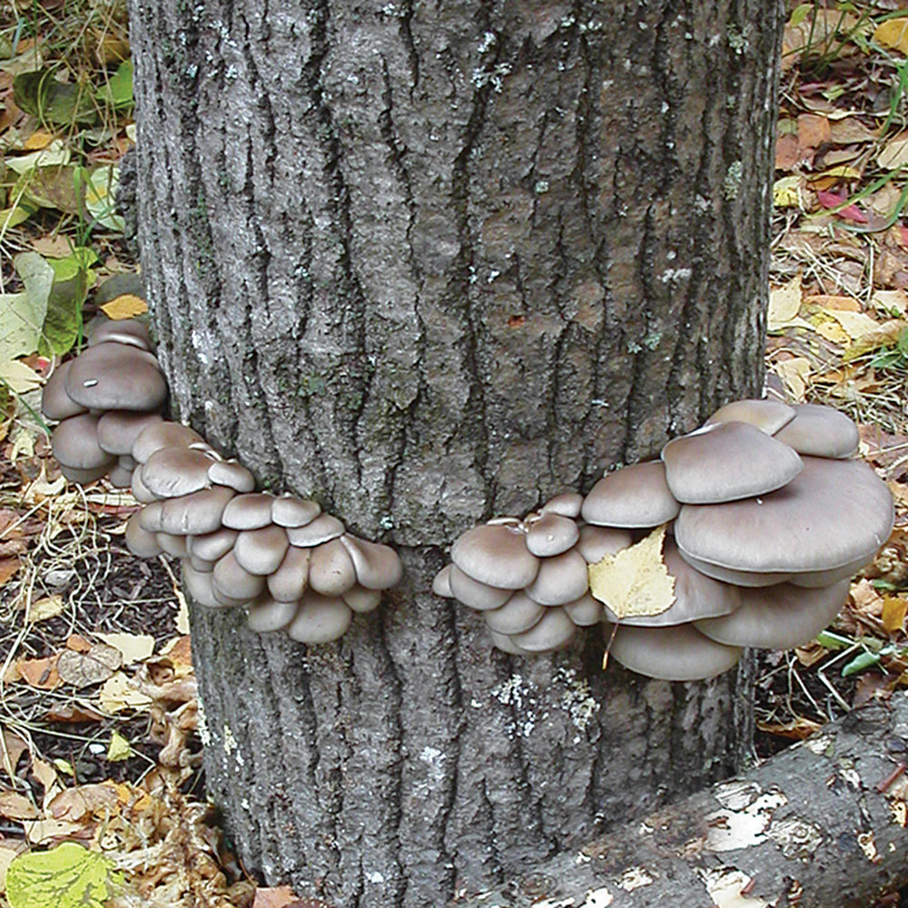 100 Count Grey Dove Oyster Mushroom Mycelium Plug Spawn Cold Weather Fruiter 
