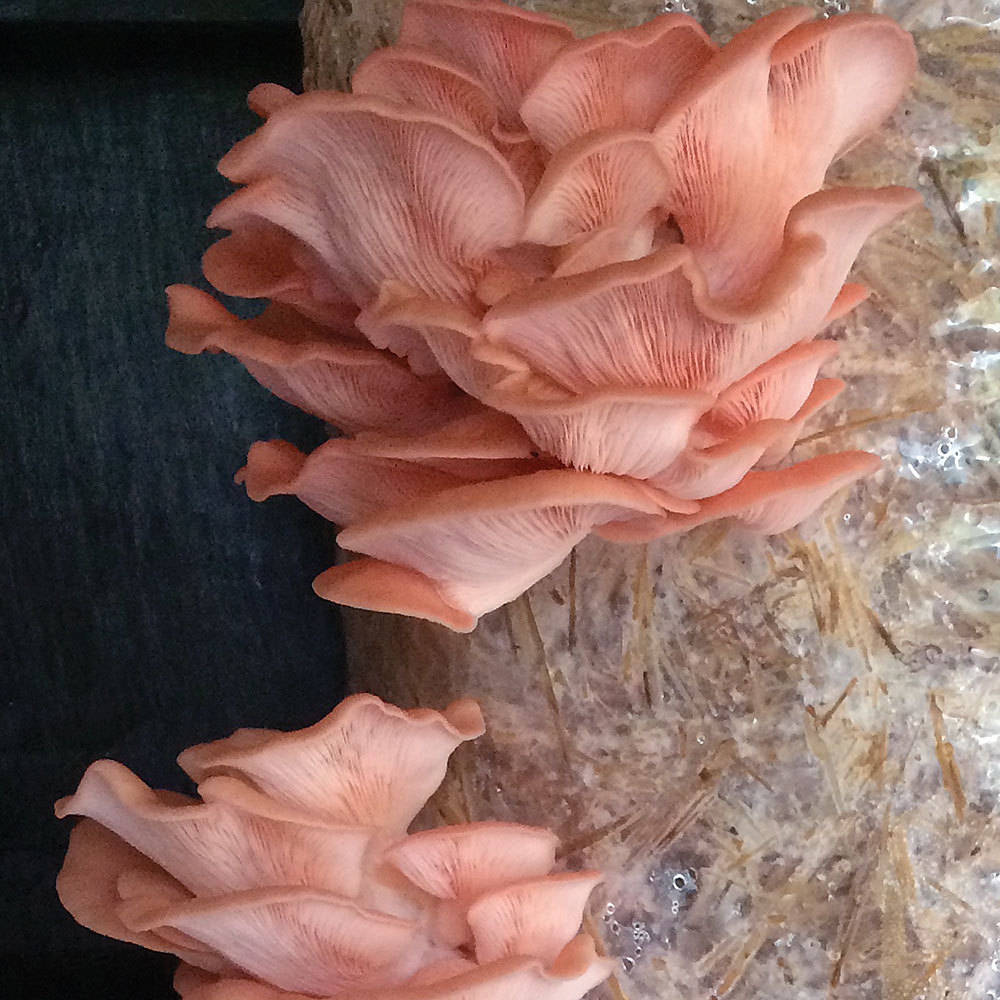 Mushroom Oyster pink Pleurotus djamor Mycelium Spores Spawn Dried Seeds