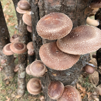 Mushroom Field Day and Farm Tour