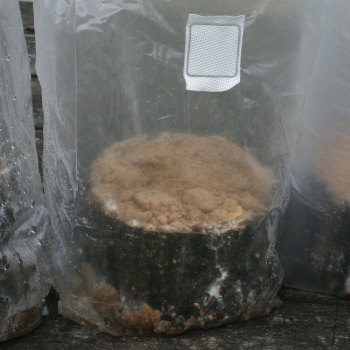 Maitake - (Grifola frondosa) Sawdust Spawn