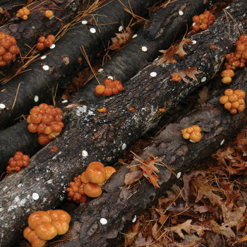 Nameko - (Pholiota microspora) Sawdust Spawn