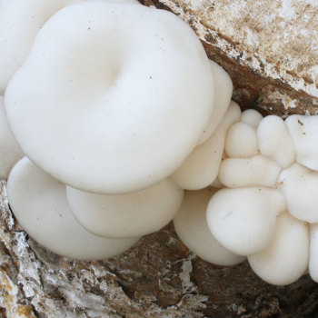 Oyster - Polar White™ (Pleurotus ostreatus) Sawdust Spawn