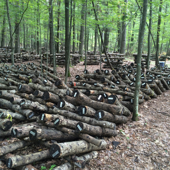 Mushroom Cultivation on Logs and Easy Substrate Projects Workshop
